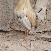 خروس محلی اصل ریشی