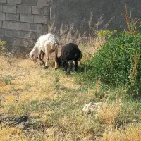 بره ماده