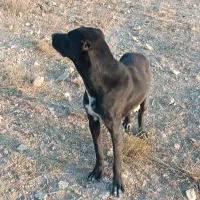 سگ نژاددار