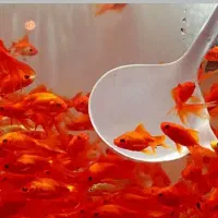 ماهی قرمز عید کوی حتما آگهی بخونید