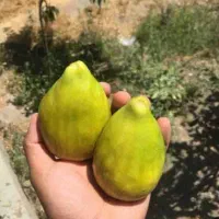 انجیرگلابی فروش به صورت کلی