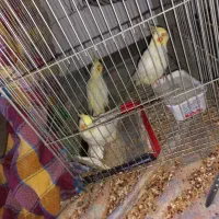 عروس هلندی