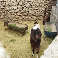 کل یک ساله