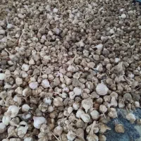 سیر شهداد گوشتی و بذری و خوردن