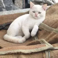 گربه اسکاتیش نر