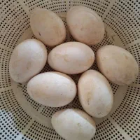 ۳۰ عدد تخم غاز محلی