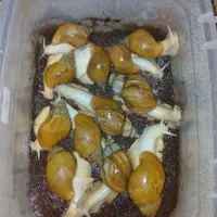 حلزون آلبینو
