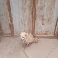 گم شده