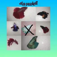 ماهی فایتر نر و ماده