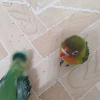 جوجه سرلاکی برزیلی