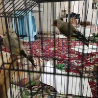 جوجه سهره متولدقفس