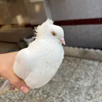 کبوتر ماده کلاه دار