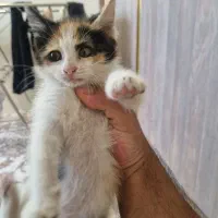 واگذاری بچه گربه ۲ ماهه dsh