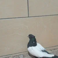کفتر