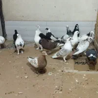 کبوتر نرماده و پروندنی وتخم جوجه نرسوراخ معاوضه