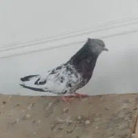 کبوتر ماده کله سبز درجه یک