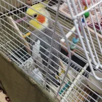 عروس هلندی