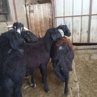 بره نر نمونه قره قزل افشار