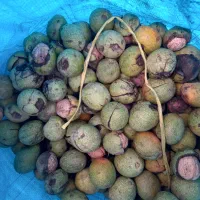 گردوی تازه