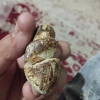 سنگ فسیل