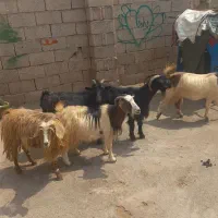 پنچ تا بز