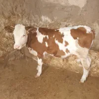 گاو