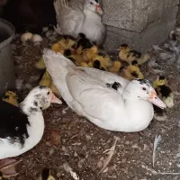 جوجه اردک خارجی یا اسراییلی