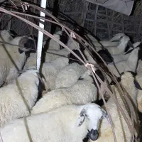 میش و بره