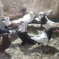 کفترصید