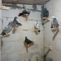 کبوتر