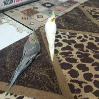 دوعددجوجه دون خور50روزه عروس هلندی کشیده وسرحال