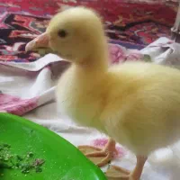 جوجه قوغاز لیندا