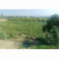 زمین کشاورزی رودان