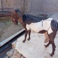 بز شیرا