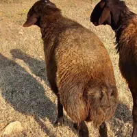 قوچ افشاری