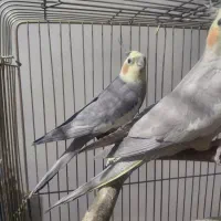 ۱جفت عروسی هلندی|پرنده|تهران, سعیدآباد|دیوار