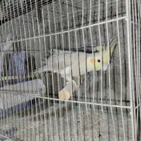 کبوتر پرشی