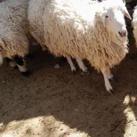 بره نرفروشی
