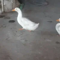 معاوضه اردک با جوجه بوغلمون