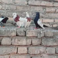 فروش کوتر ۴عدد