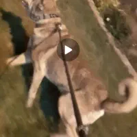 سگ سرابی مناسب نگهبانی وگله فی ۲۵