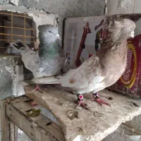 کبوتر کله هفت رنگ