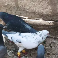 کفتر سفید