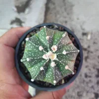 گل و گیاه کاکتوس