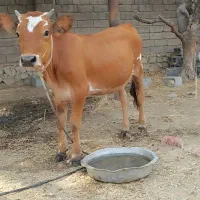 گاو نر
