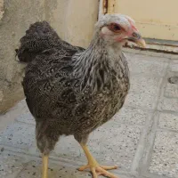 ساسکس دارک