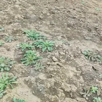 لبینات طبیعی کلات نادر
