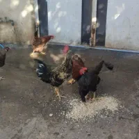 3مرغ و2خروس