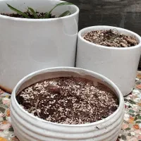 گل و گلدان