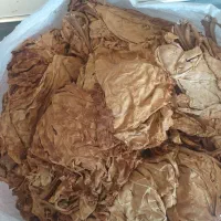کاهو بنیاد
